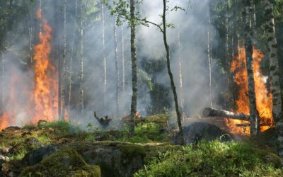 84% de los incendios forestales se reportan en áreas protegidas y territorios indígenas