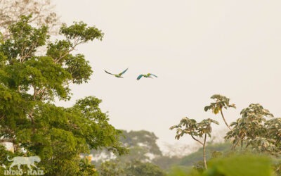 “Entre 2015 y 2022 se han deforestan 204 mil hectáreas de bosques en Indio Maíz y Bosawás”, según Fundación del Río