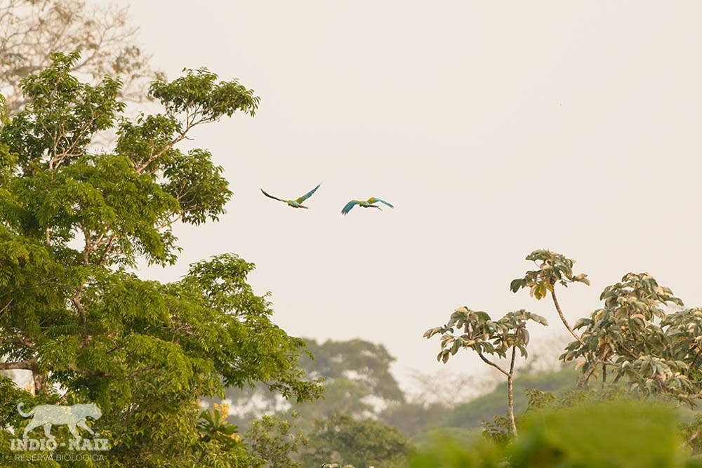 “Entre 2015 y 2022 se han deforestan 204 mil hectáreas de bosques en Indio Maíz y Bosawás”, según Fundación del Río