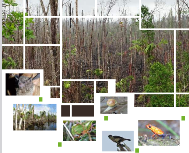 Evaluación ecológica de los daños provocados por el huracán Otto y el incendio en la reserva de biosfera del sur este 2018