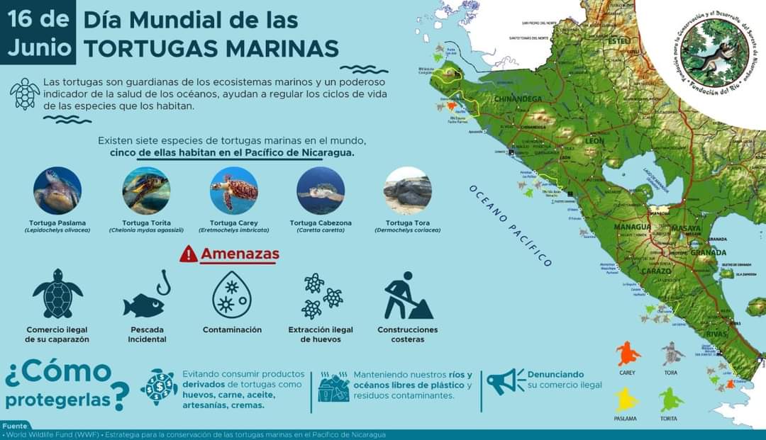 Día Mundial de las Tortugas Marinas